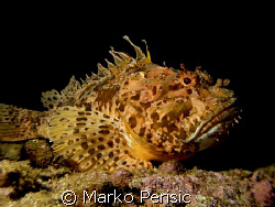 Red Scorpionfish takes a look to the lens. Komiza Vis. by Marko Perisic 